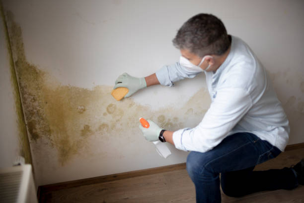 Lakeland South, WA Mold Removal Company
